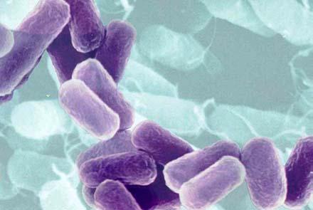 В британских больницах обнаружена супербактерия