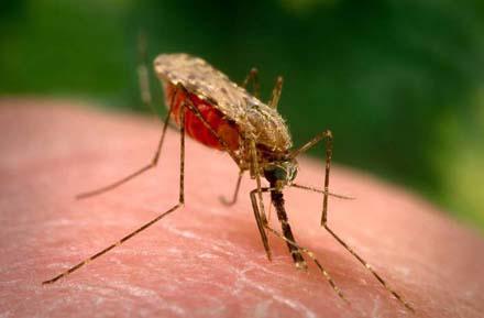 Половина мира рискует заразиться малярией