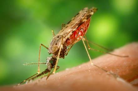 Азербайджан пока не признан зоной, свободной от малярии