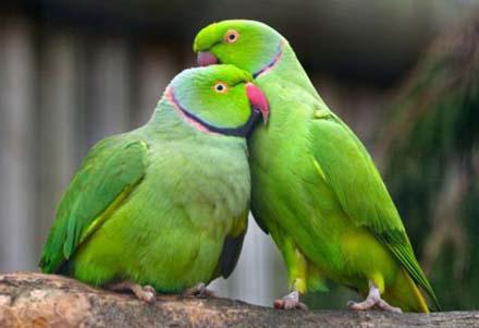 Азеpбайджанские попугаи,
