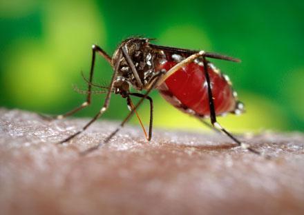 В 2013-й - без малярии