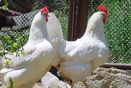 Развитие птицеводства - стержневой элемент продовольственной безопасности