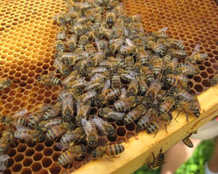 Трудности пчеловодства