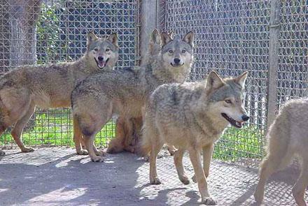 Слухи о закрытии Бакинского зоопарка сильно преувеличены