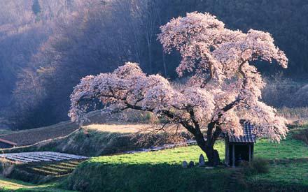 Страна цветущей сакуры