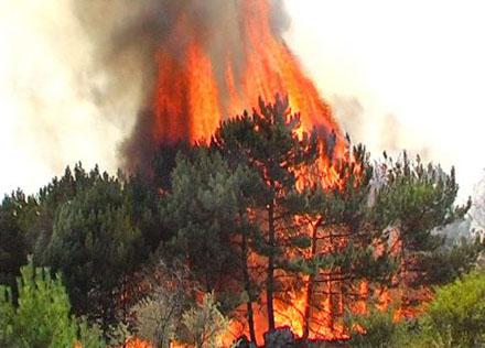 Лесной пожар - следствие халатности