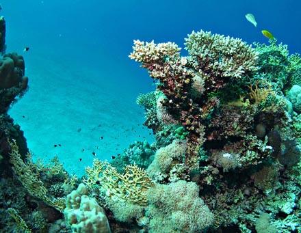 Помогут ли искусственные рифы очистить Каспий?