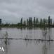 Уровень Куры вновь повышается